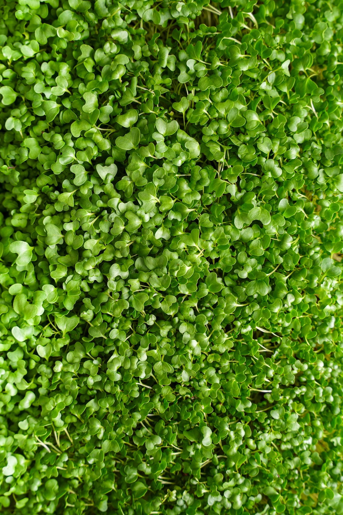 Vertical overhead view of fully grown broccoli microgreens with lush, bright green leaves ready for harvest.