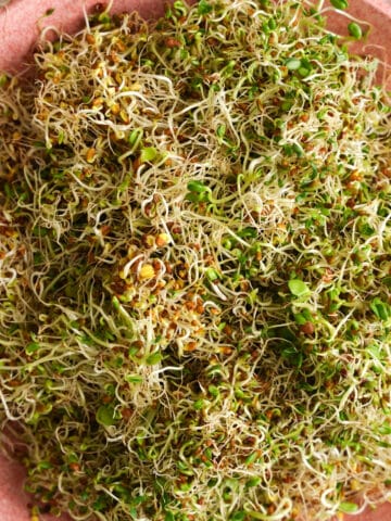 Close-up overhead view of freshly harvested broccoli sprouts in a bowl. The tender sprouts have delicate white stems, vibrant green leaves, and tiny broccoli seeds, highlighting their crisp texture and nutrient-rich appearance. These homegrown broccoli sprouts are perfect for salads, sandwiches, wraps, grain bowls, smoothies, and other healthy plant-based meals.