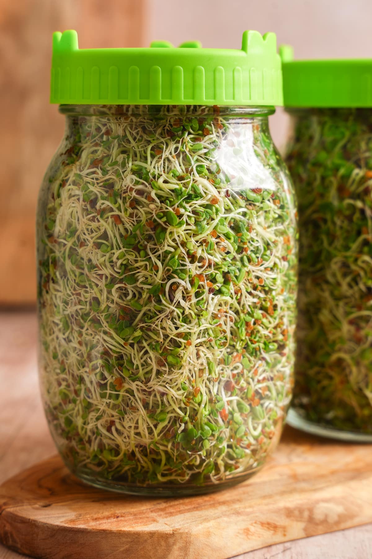 Two glass sprouting jars with bright green mesh lids filled with fresh broccoli sprouts. The jars are packed with crisp white stems, vibrant green leaves, and tiny broccoli seeds, showcasing healthy homegrown sprouts grown indoors. Perfect for adding nutrient-dense fresh sprouts to salads, sandwiches, wraps, smoothies, and grain bowls.